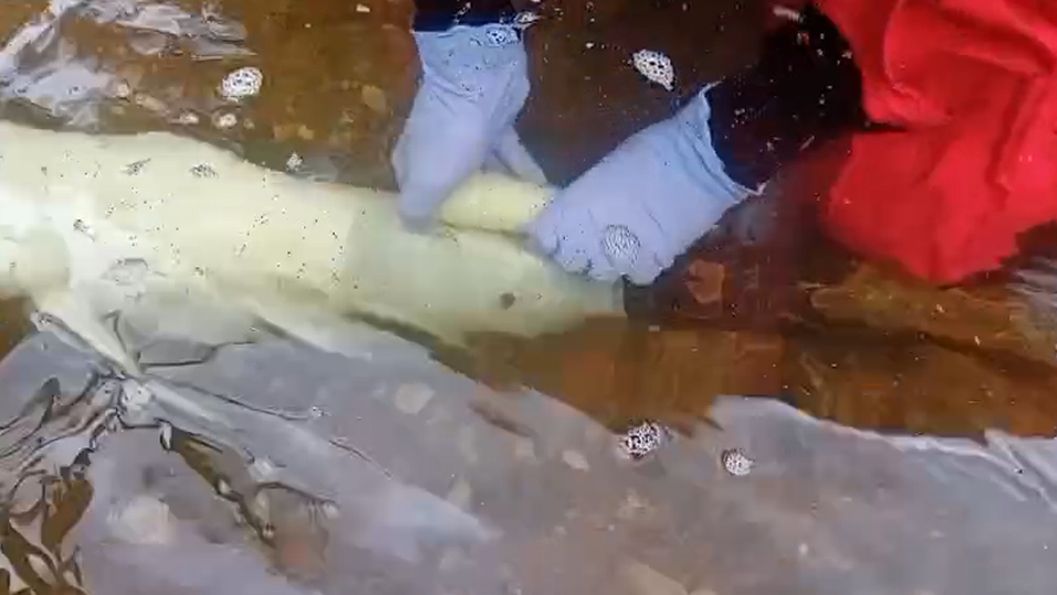 SylWrap HD wrapped around an underwater gas pipe during the repair and protection of lines exposed by river scour