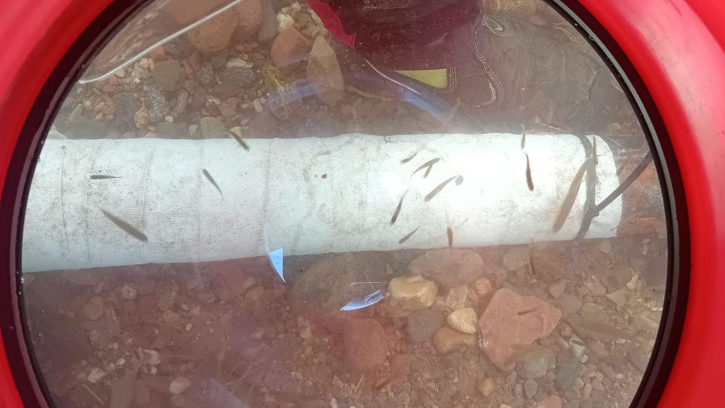 Intrigued fish in a Scotland river swim around an underwater gas pipe after it underwent repair and protection using SylWrap HD Pipe Repair Bandage